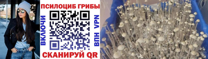 Псилоцибиновые грибы Cubensis  купить   Боровичи 